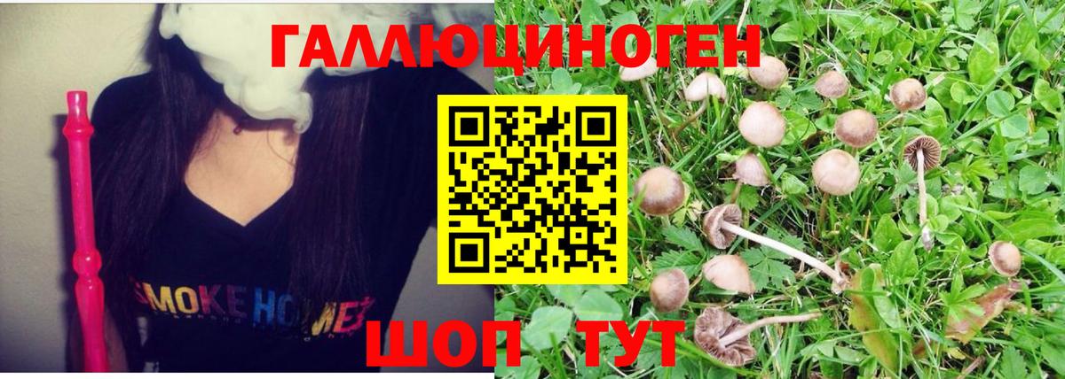 Псилоцибиновые грибы Psilocybe Саранск
